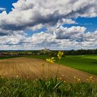 Wiesenfrühlingsschlüsselblume