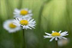 Wiesenfund