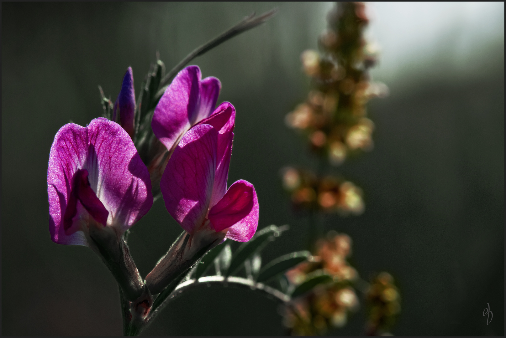 Wiesenfund