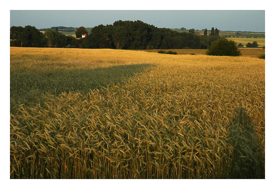 Wiesengelbe Landschaft, da reise ich noch mal hin...