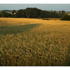 Wiesengelbe Landschaft, da reise ich noch mal hin...