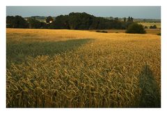 Wiesengelbe Landschaft, da reise ich noch mal hin...