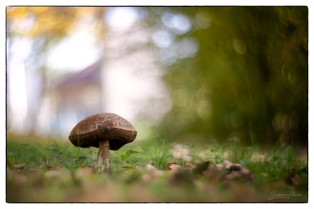 Wiesengemälde mit Pilz