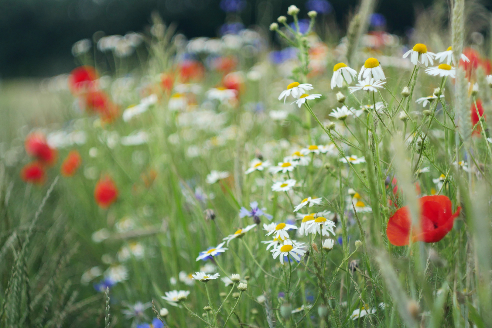 Wiesengetümmel