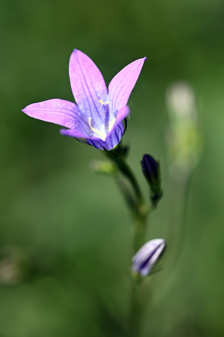 Wiesenglockenblume