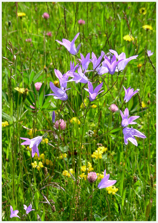 Wiesenglockenblume 1