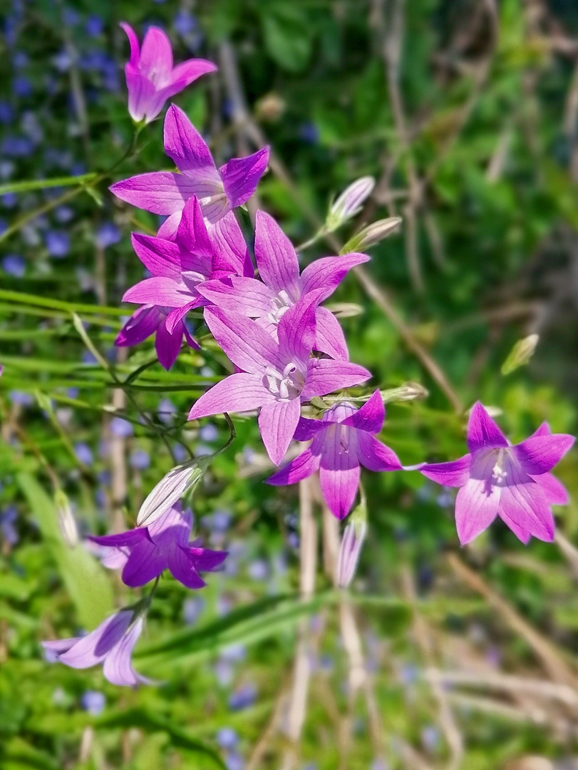 Wiesenglockenblume