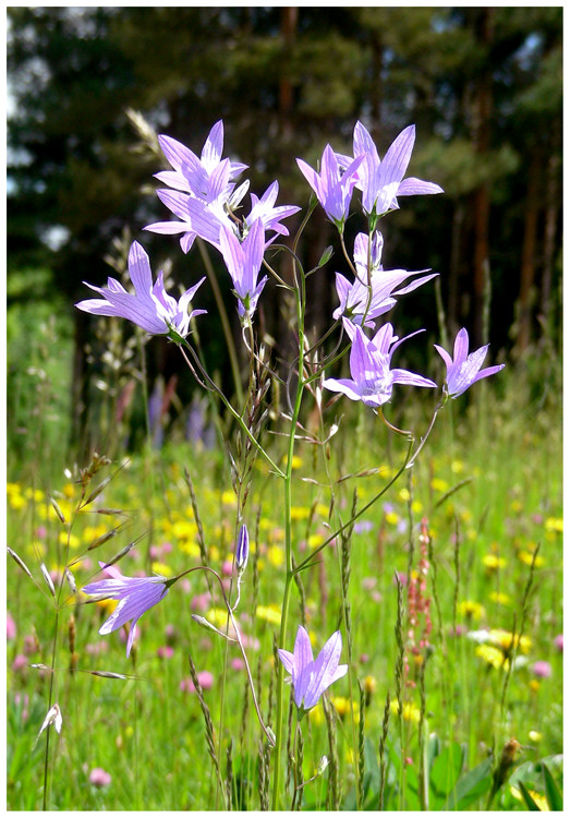 Wiesenglockenblume 2