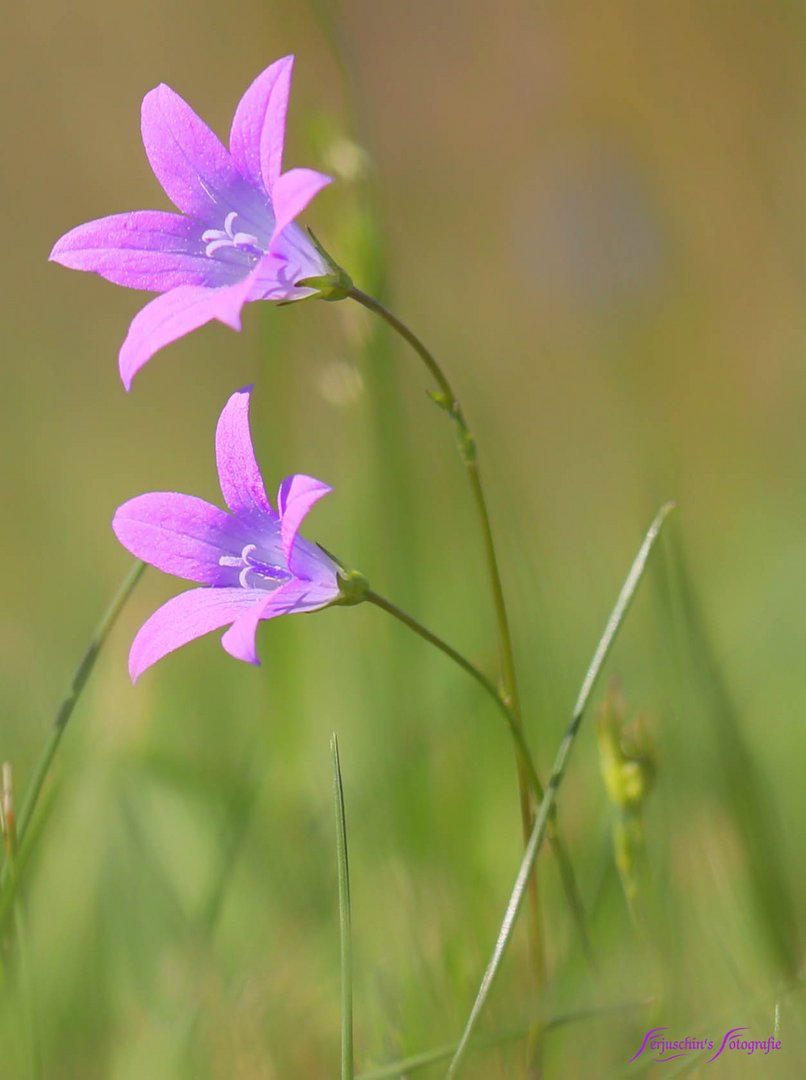 Wiesenglockenblume