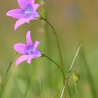 Wiesenglockenblume