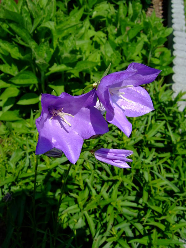 Wiesenglockenblume