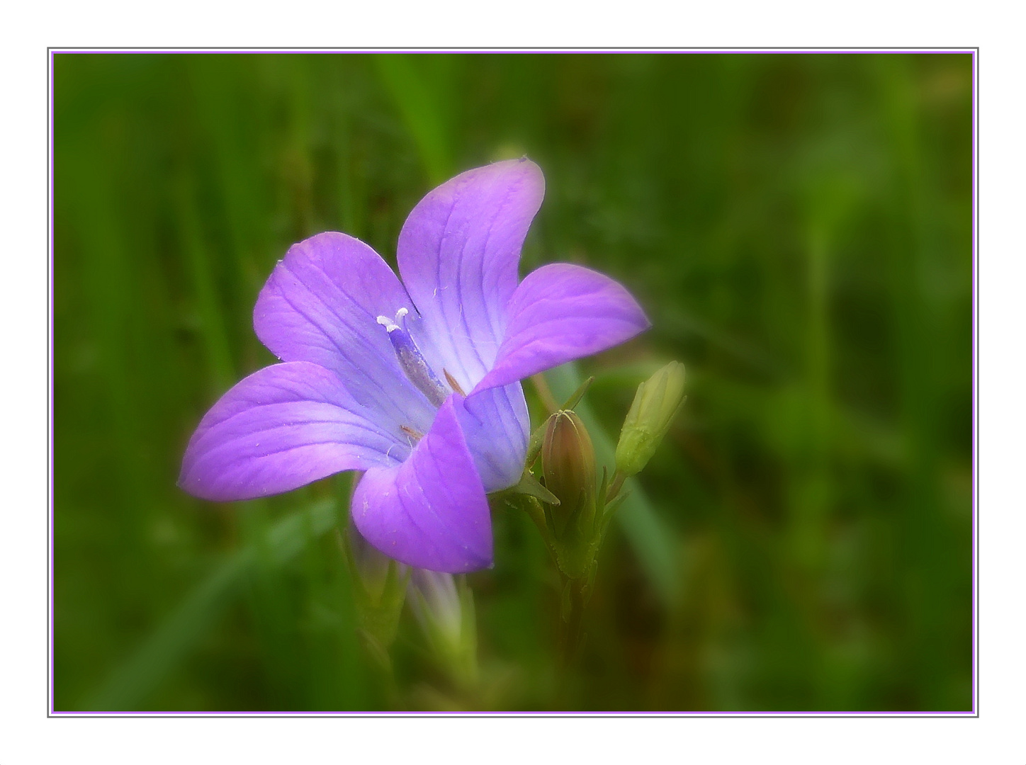 Wiesenglockenblume