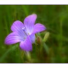 Wiesenglockenblume