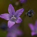 Wiesenglockenblume