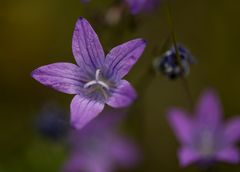 Wiesenglockenblume