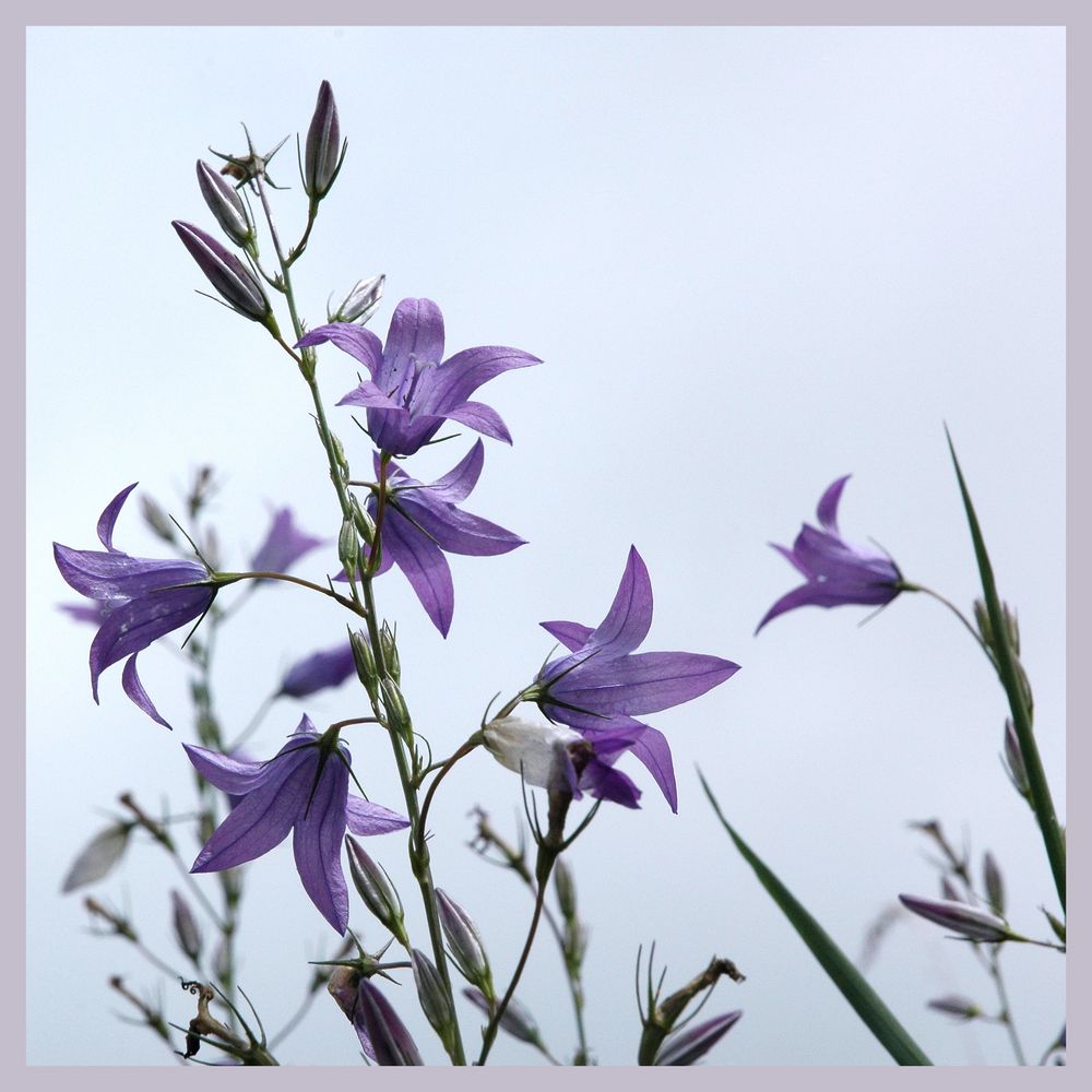 Wiesenglockenblume