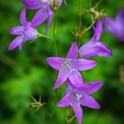 Wiesenglockenblume