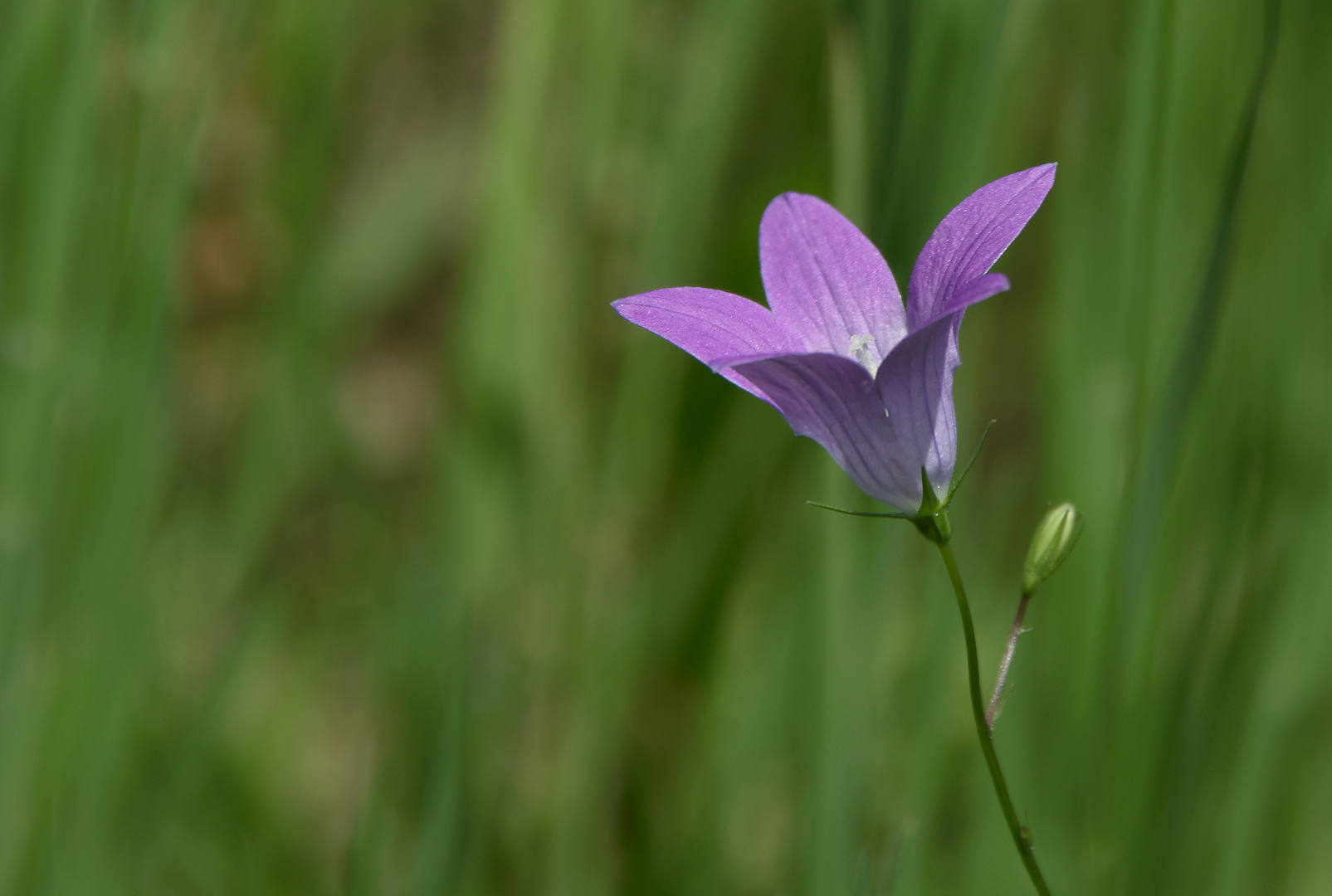 Wiesenglockenblume