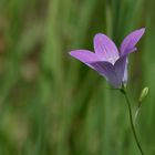 Wiesenglockenblume