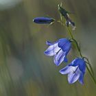 Wiesenglockenblume