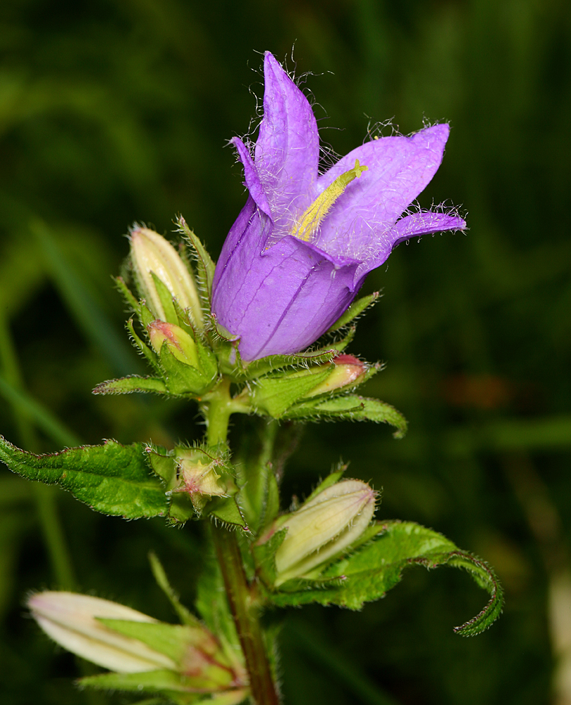 Wiesenglockenblume