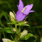 Wiesenglockenblume