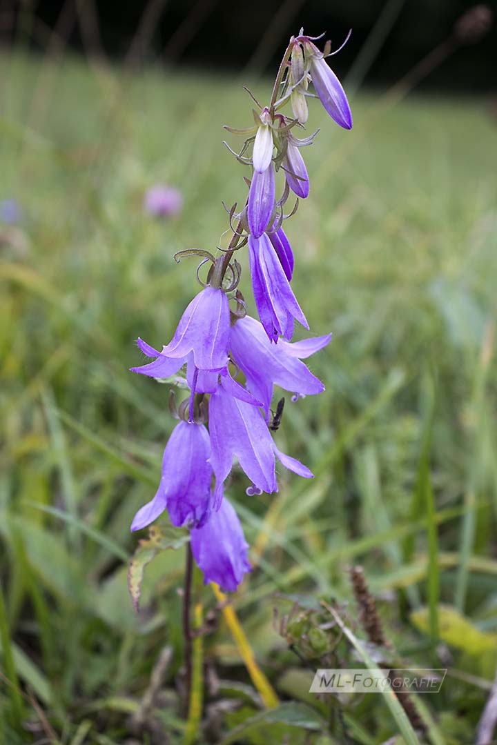 Wiesenglockenblume