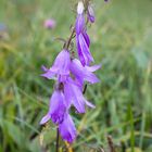 Wiesenglockenblume