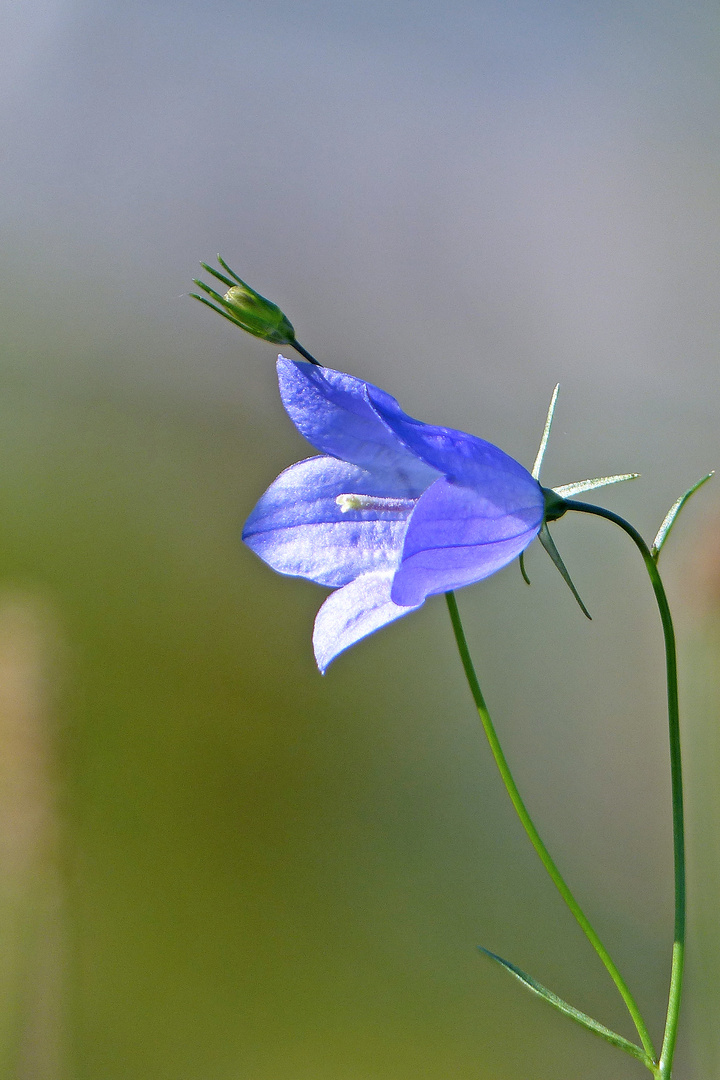 Wiesenglockenblume