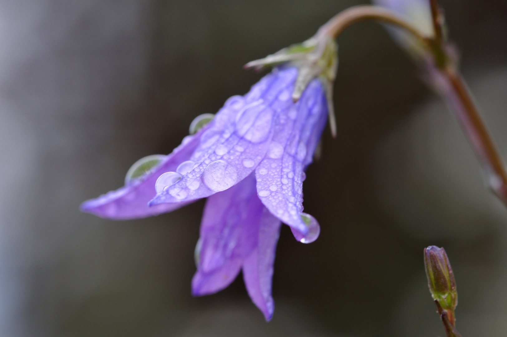 Wiesenglockenblume