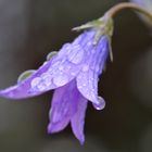 Wiesenglockenblume