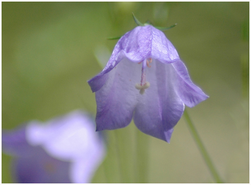 Wiesenglockenblume