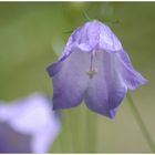 Wiesenglockenblume