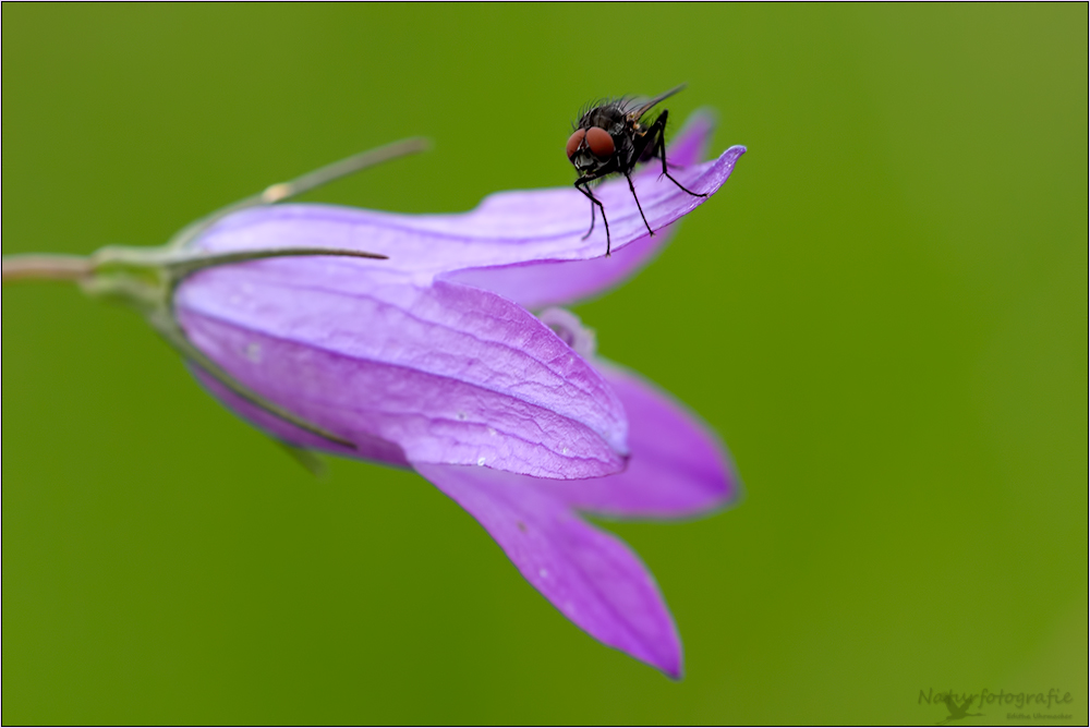 wiesenglockenblume  ( campanula patula ) 02/13