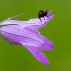 wiesenglockenblume  ( campanula patula ) 02/13