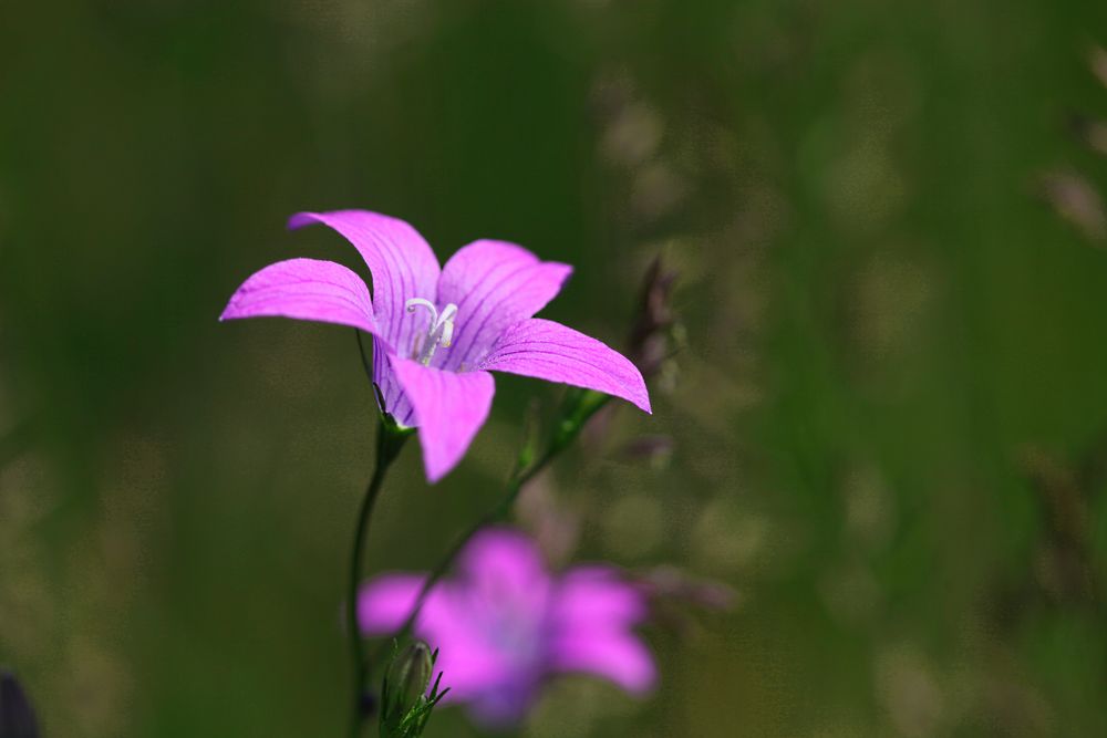 Wiesenglockenblume - Campanula patula