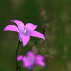 Wiesenglockenblume - Campanula patula