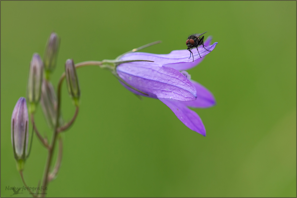 wiesenglockenblume ( campanula patula )