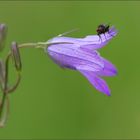 wiesenglockenblume ( campanula patula )