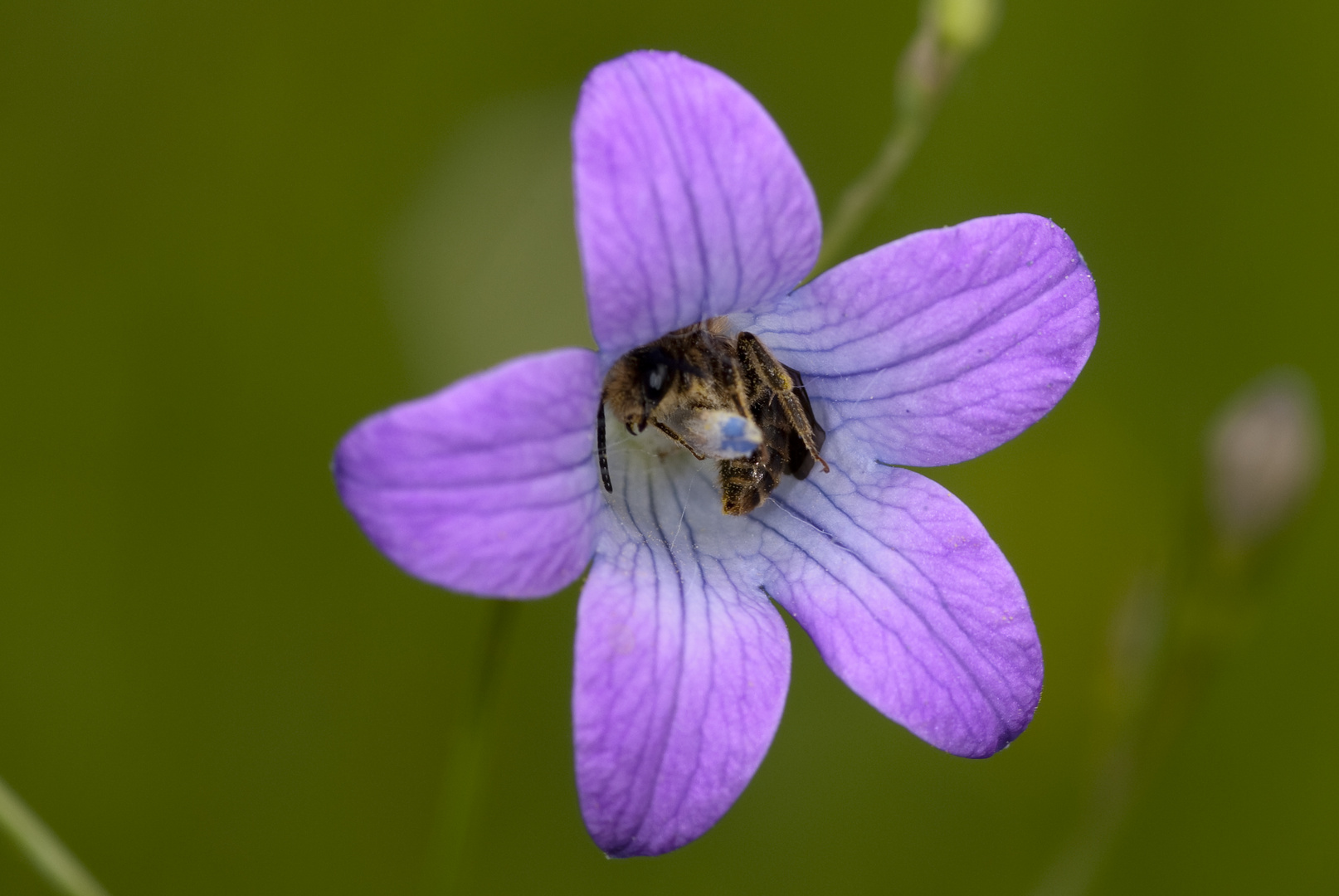 Wiesenglockenblume (Campanula patula) mit Scherenbiene (Chelostoma spec,)