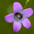 Wiesenglockenblume (Campanula patula) mit Scherenbiene (Chelostoma spec,)