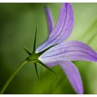 Wiesenglockenblume