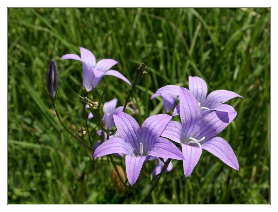 Wiesenglockenblumen