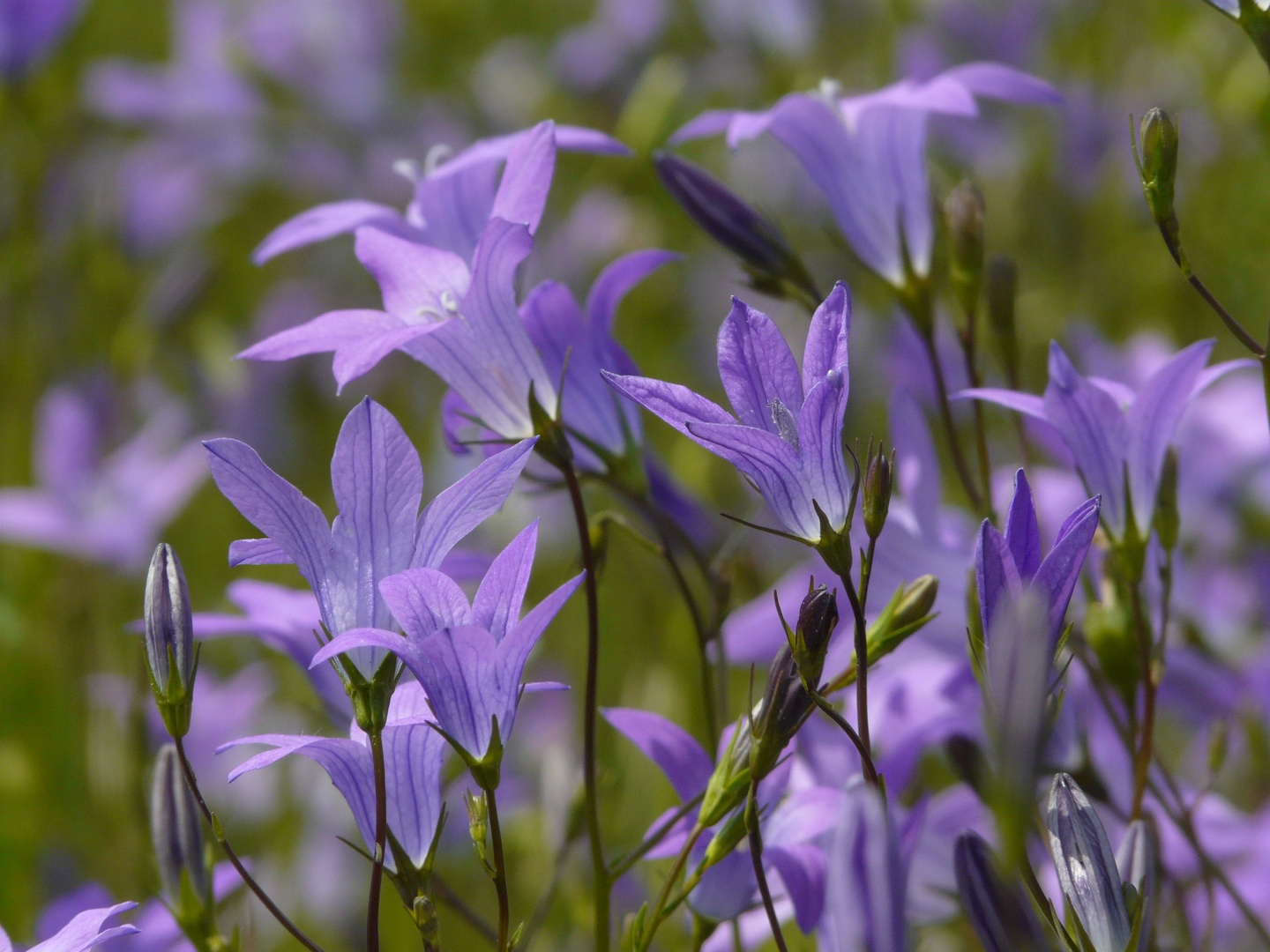 Wiesenglockenblumen - Symphonie in violett