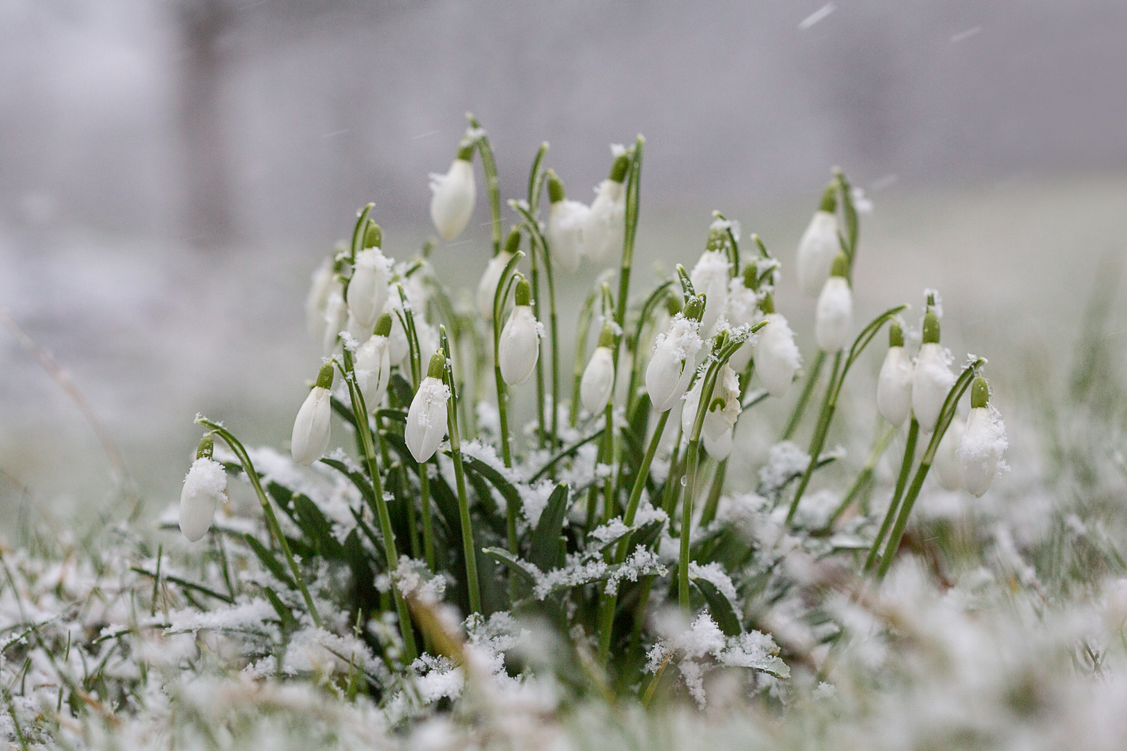 Wiesenglöckchen im Schnee....:))