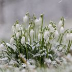 Wiesenglöckchen im Schnee....:))