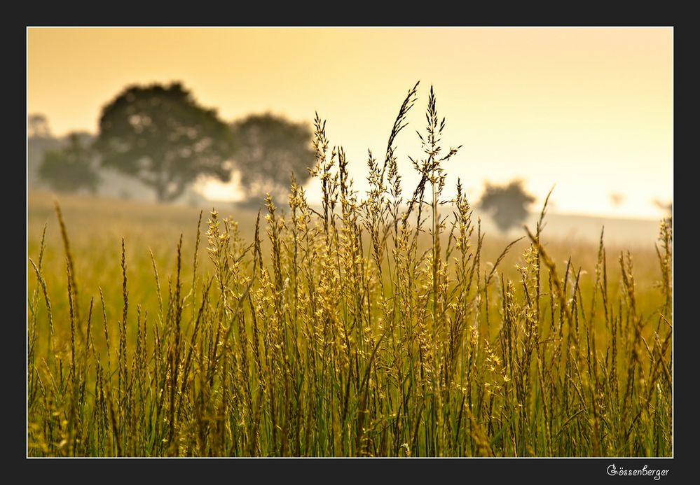 Wiesengräser Foto & Bild landschaft, Äcker, felder & wiesen