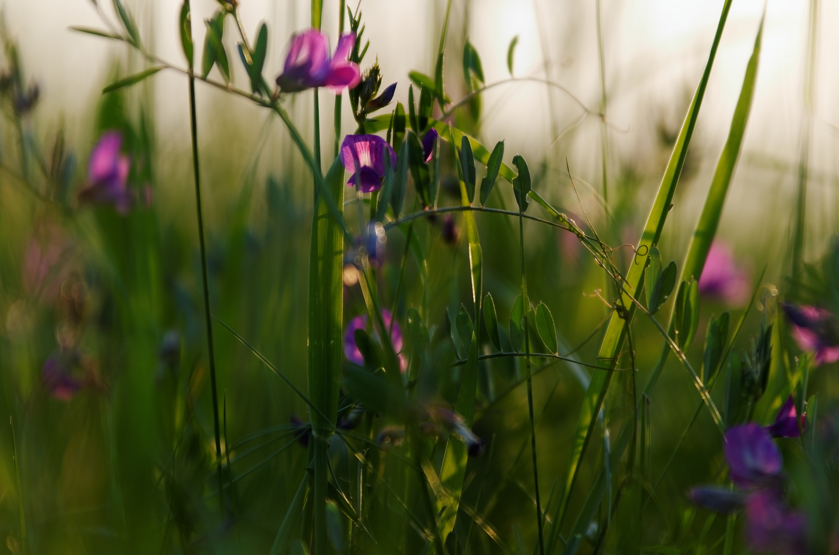 Wiesengräser