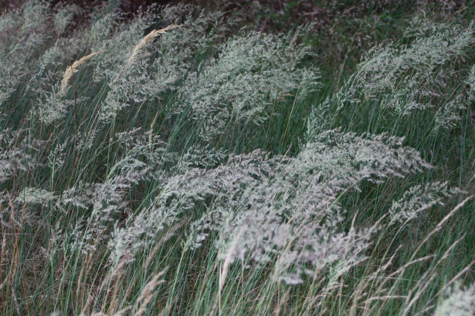 Wiesengräser im Wind