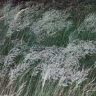 Wiesengräser im Wind